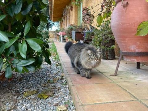 Aurora 2-Bed Cottage - Sleeps 4 - Montseny Park Arbúcies Exterior foto
